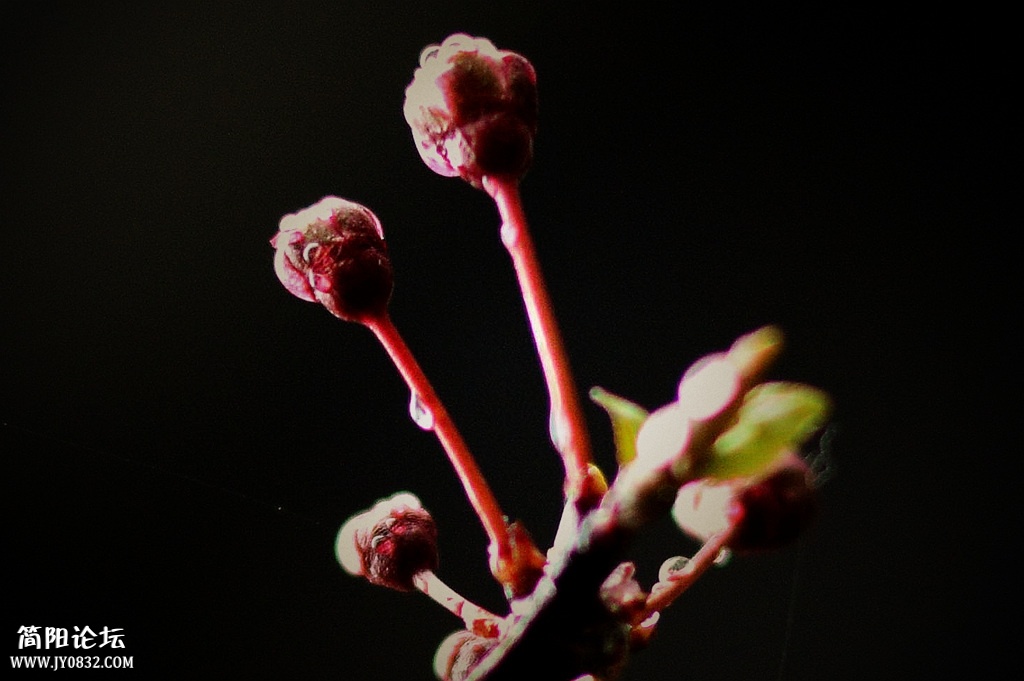 DSC_0038_副本.jpg