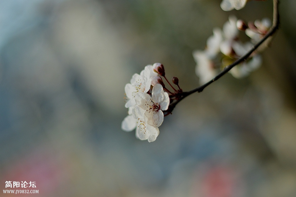 DSC_0068_副本.jpg