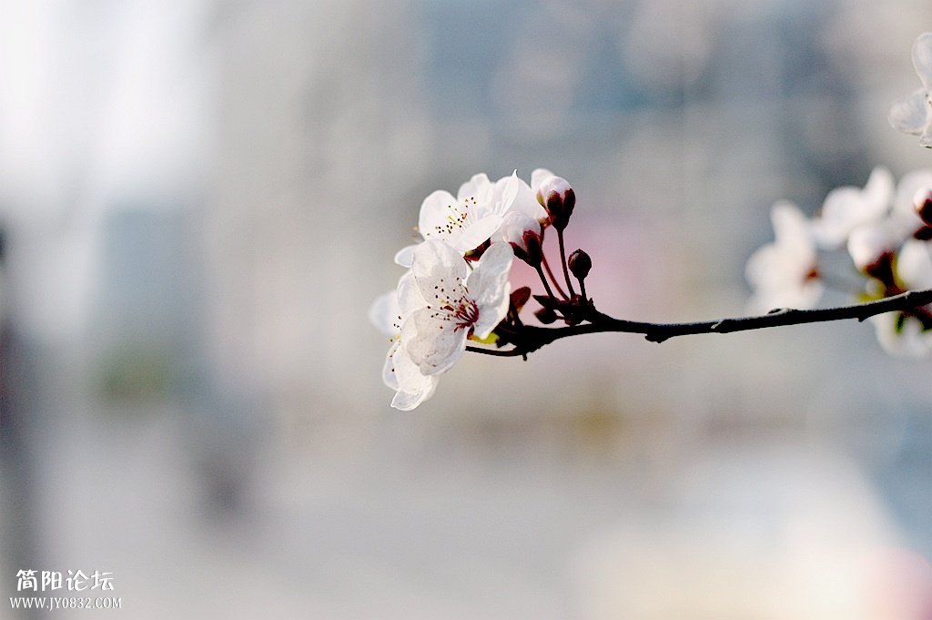 DSC_0070_副本.jpg