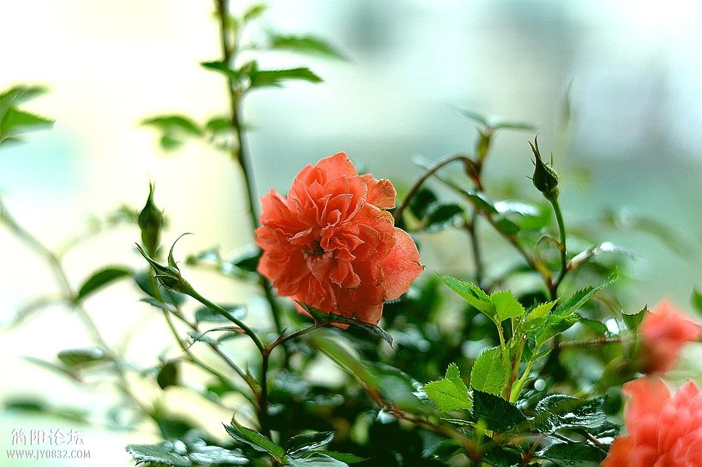 DSC_0223_副本.jpg