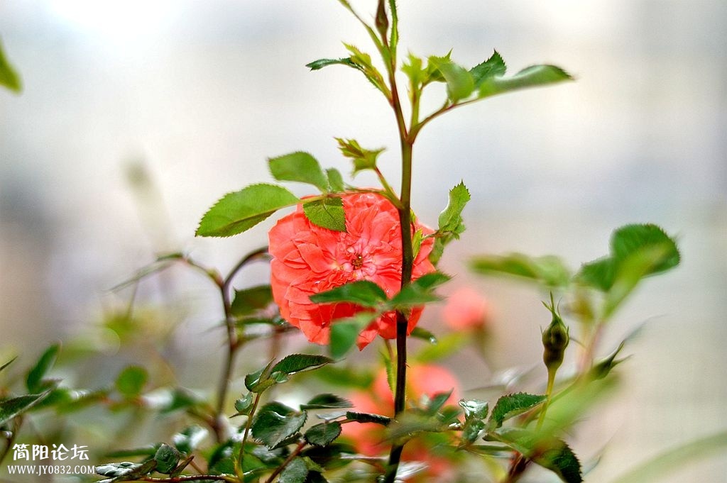 DSC_0227_副本.jpg