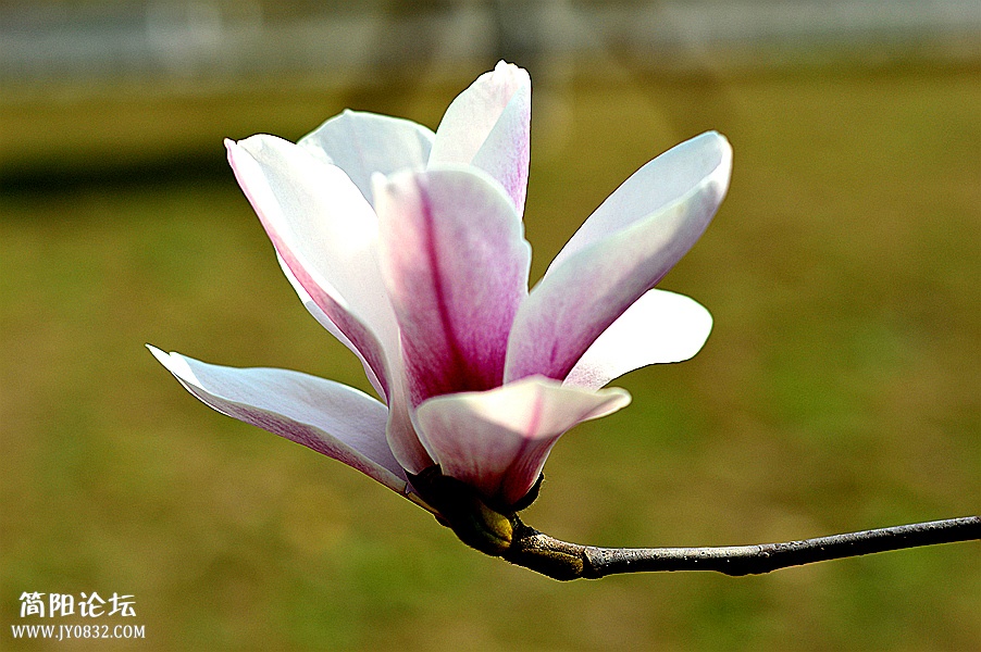 DSC_0037_副本.jpg