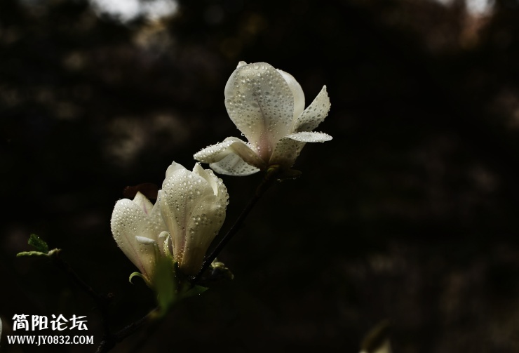 _DSC3321 - 副本.jpg