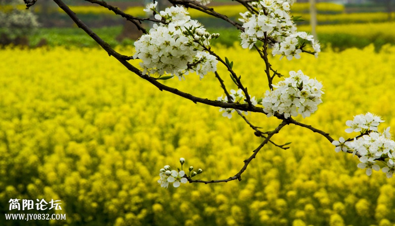 梨花沟印象-3-wl.jpg