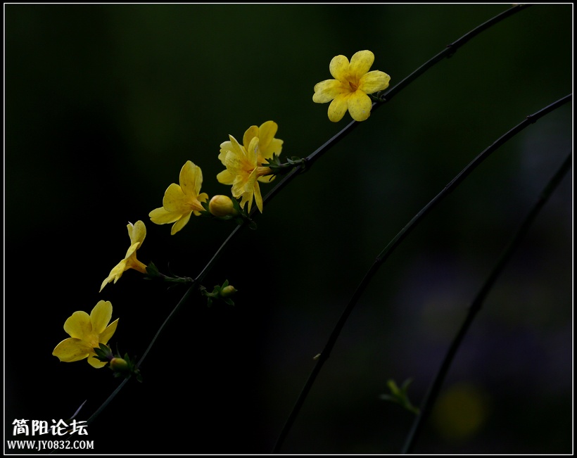 迎春花5.jpg