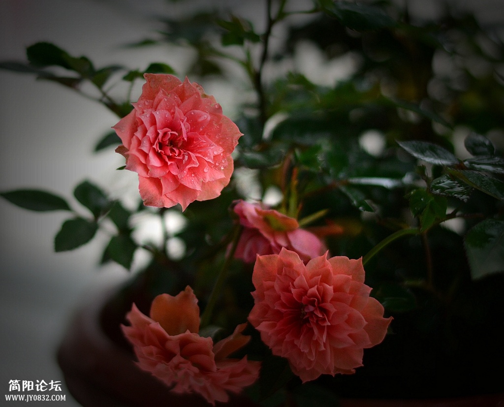 DSC_0059_副本.jpg