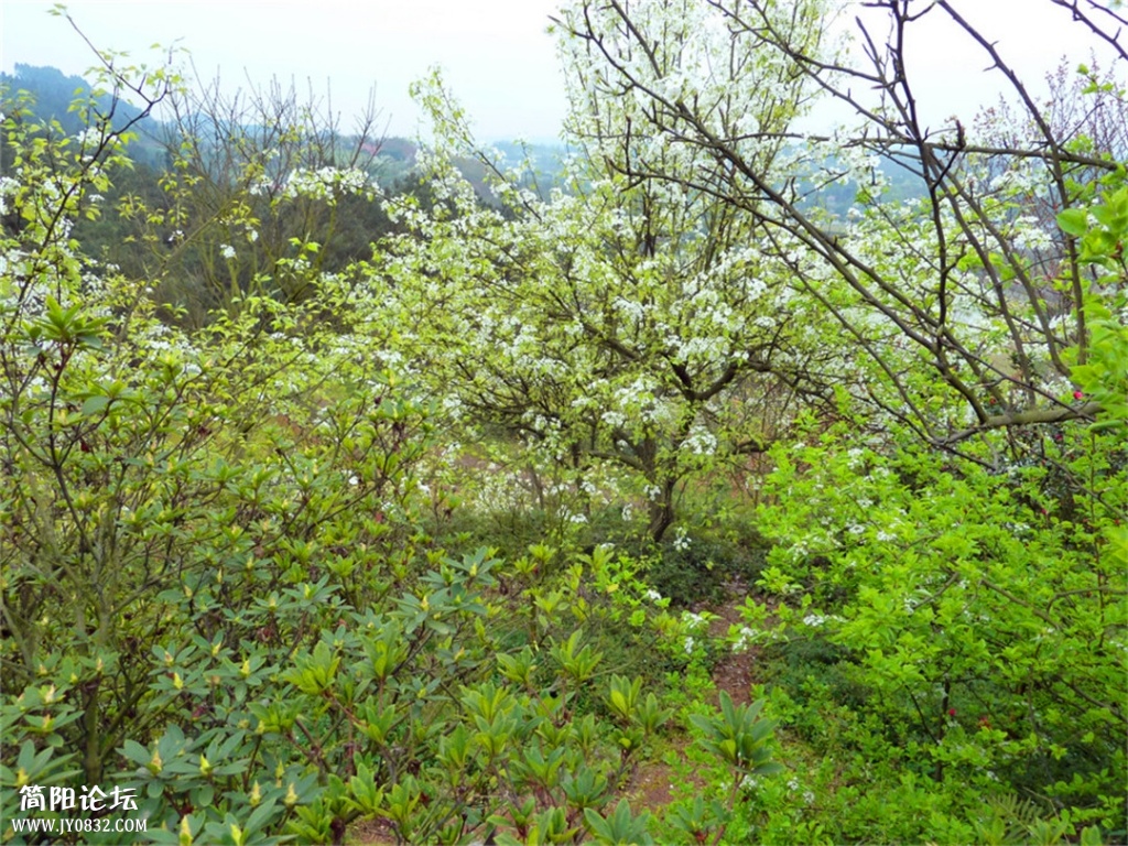 P1140375.jpg