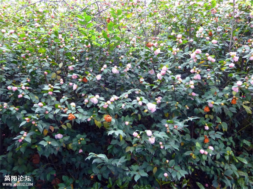 P1140443.jpg