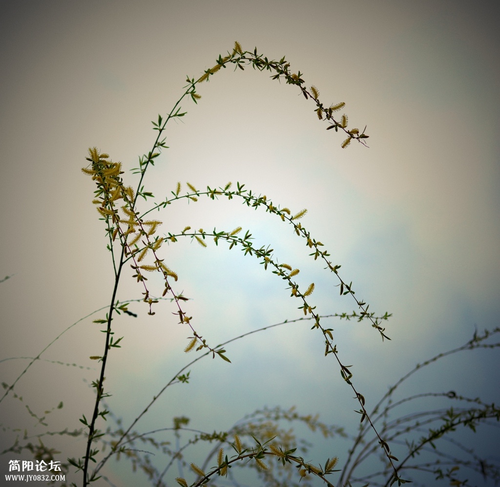 DSC_0100_副本.jpg