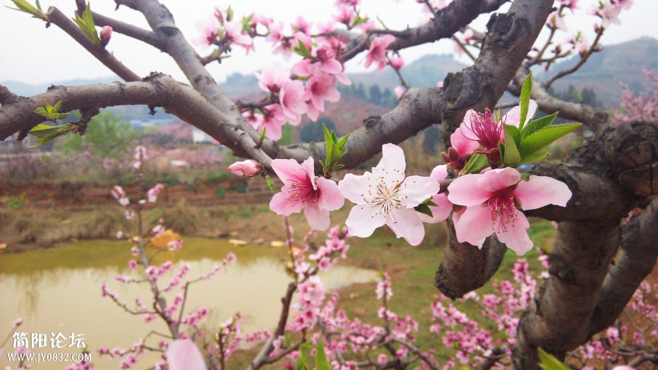 IMG_20140325_174207_副本.jpg