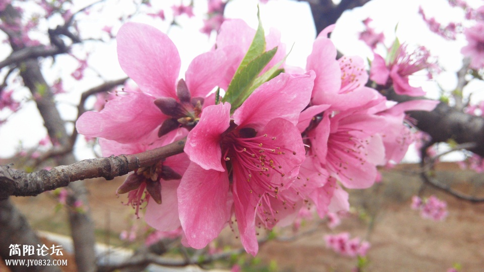 IMG_20140325_174322_副本.jpg