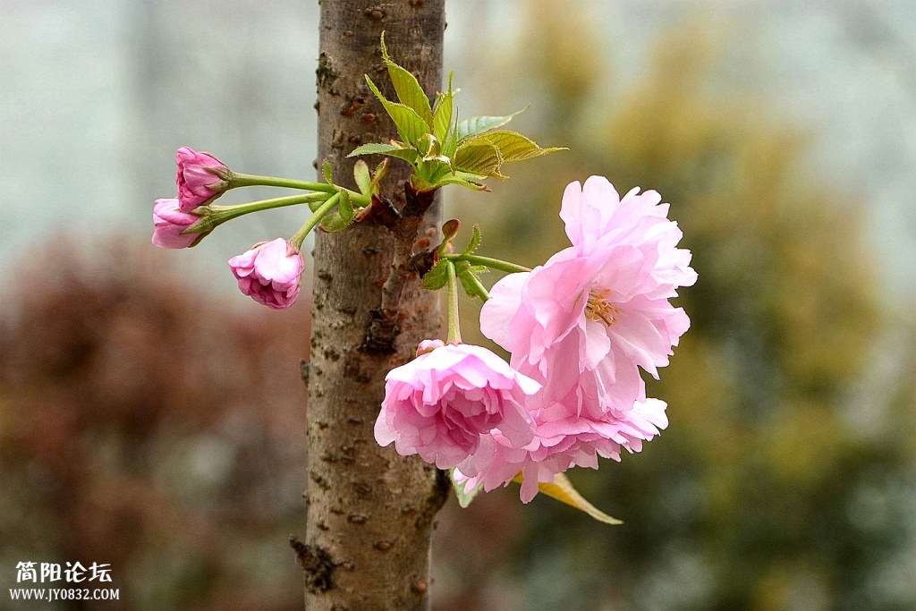 DSC_0170_副本.jpg