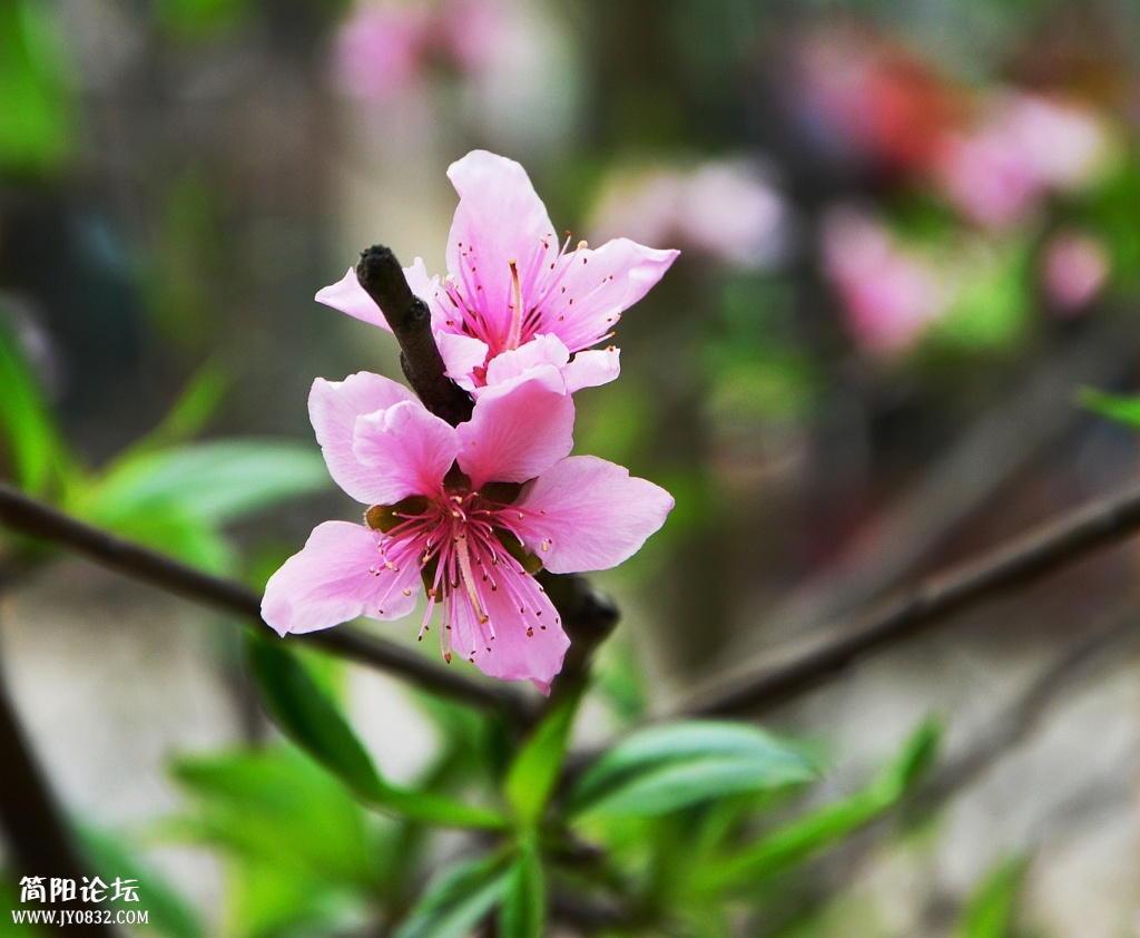 DSC_0179_副本.jpg