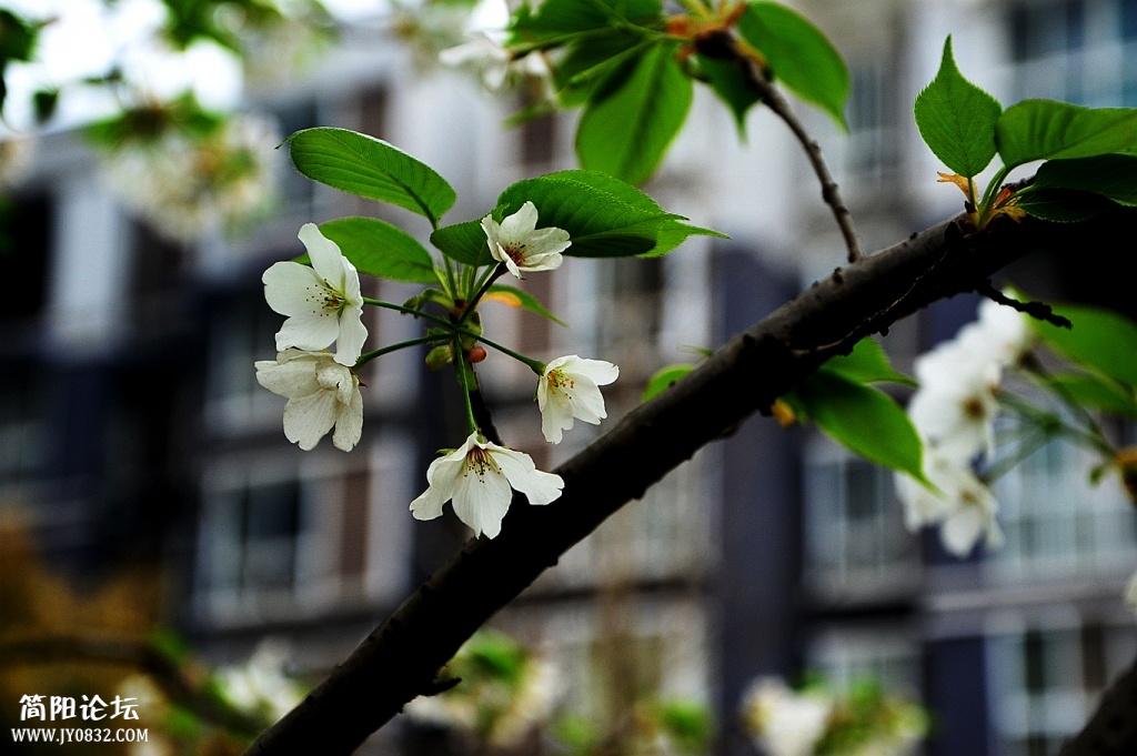 DSC_0174_副本.jpg