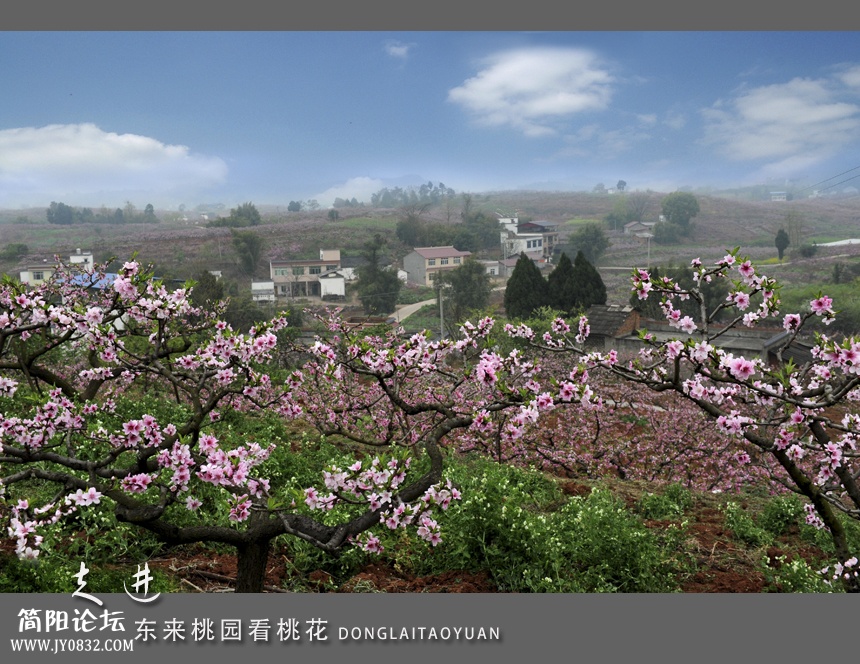 东来桃园02.jpg