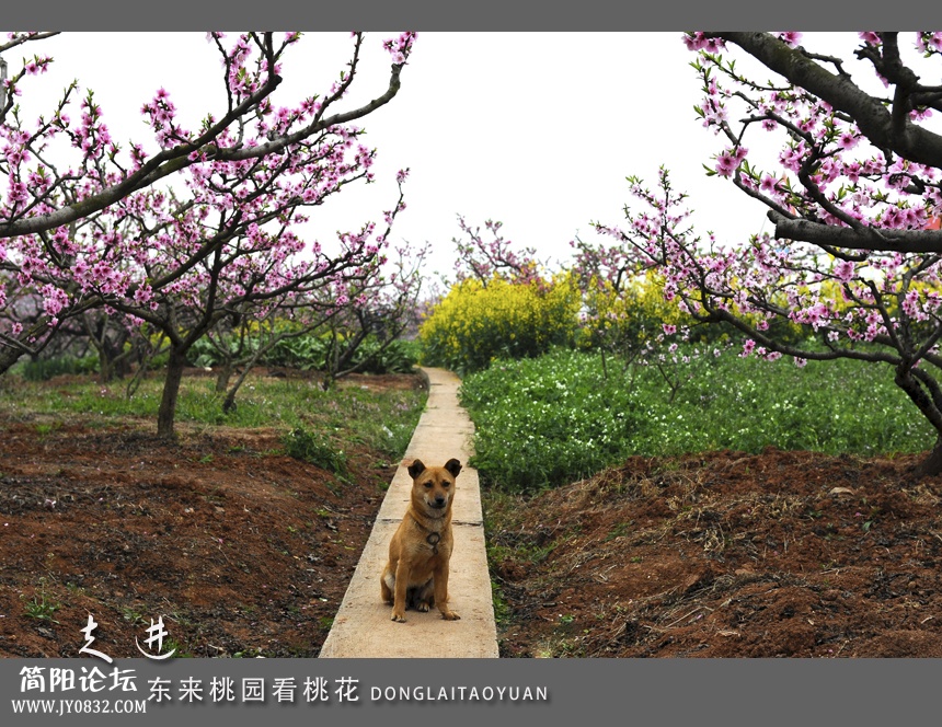东来桃园03.jpg