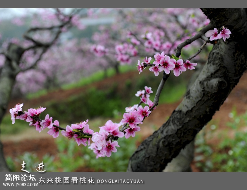 东来桃园04.jpg