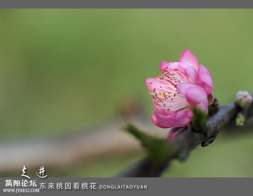 东来桃园06.jpg