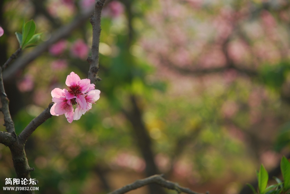 DSC_2718.JPG