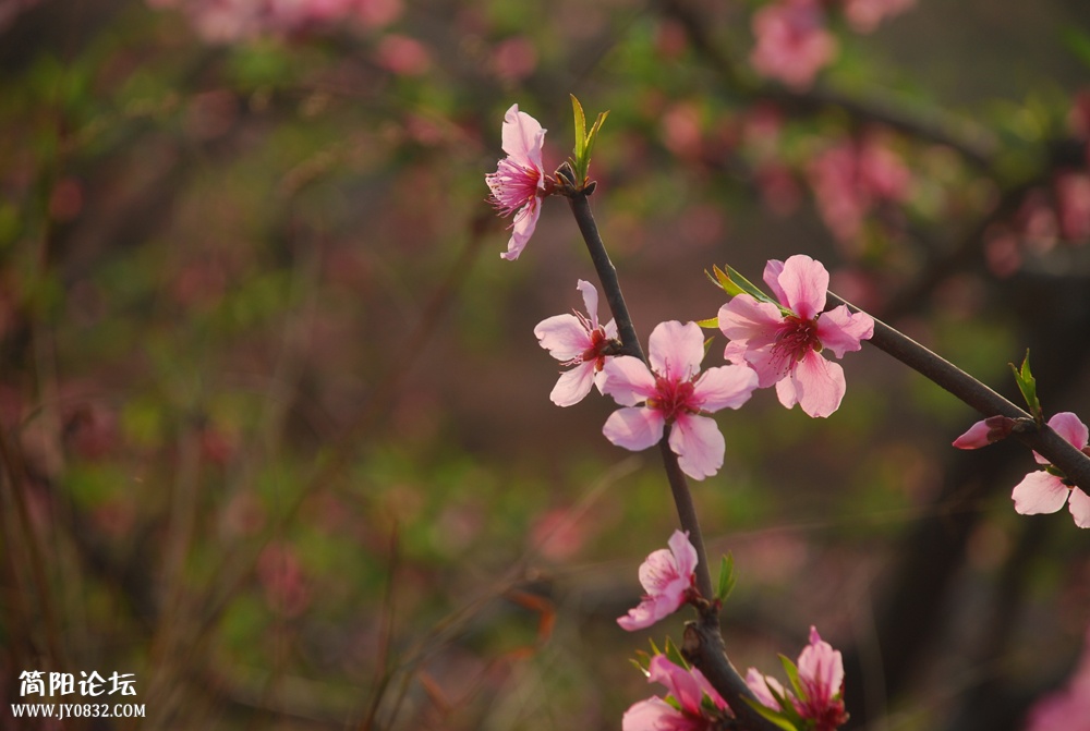 DSC_2745.JPG