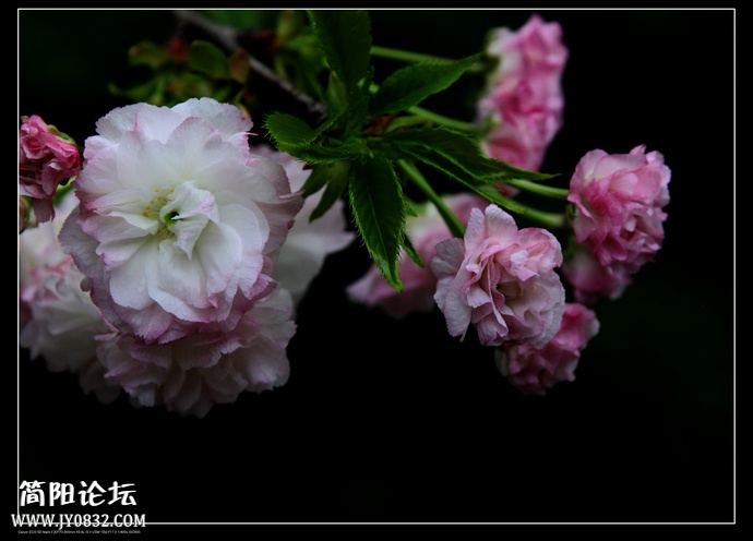 IMG_0337a0.jpg