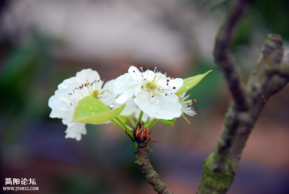 DSC_2868.JPG