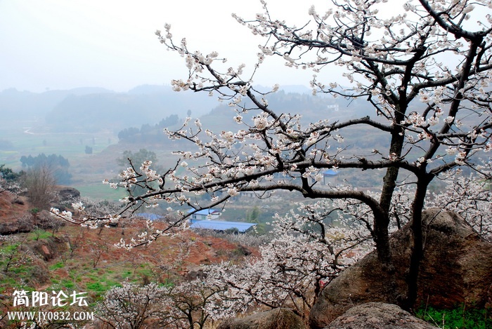 春满樱桃沟.jpg