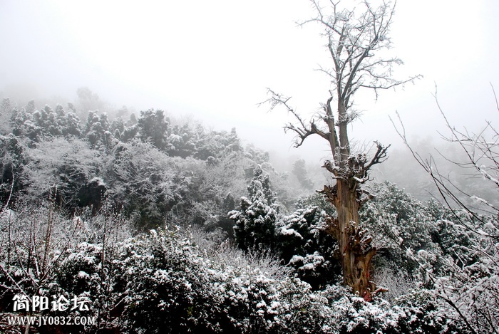 瑞雪兆丹景.jpg
