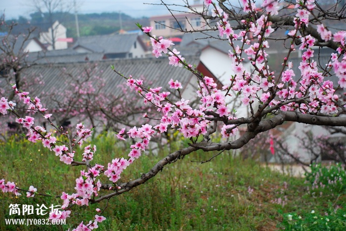 桃园春色.jpg