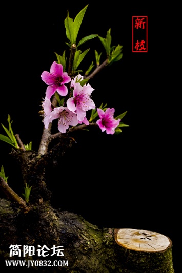 桃花-景-12-1-wl.jpg