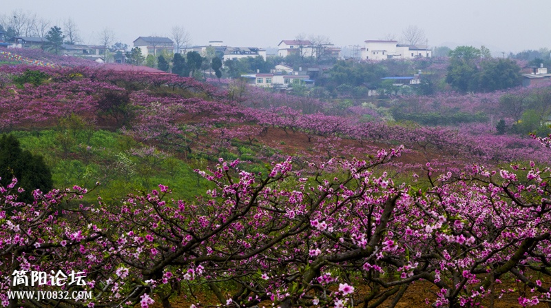 东来桃园菠萝村-1-wl.jpg