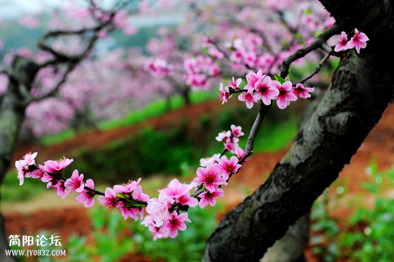 DSC_4820副本.jpg