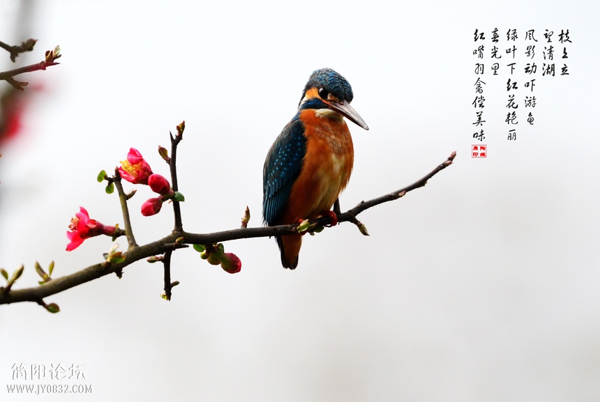 海棠花鸟图 (4).jpg