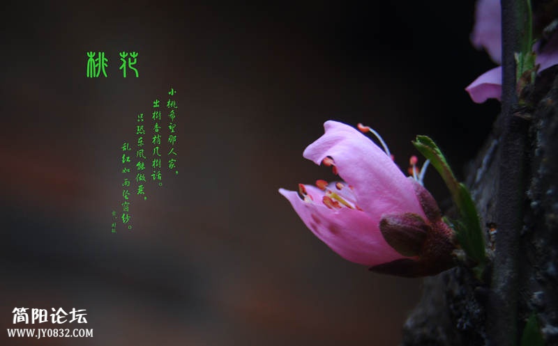 DSC_3415_副本.jpg