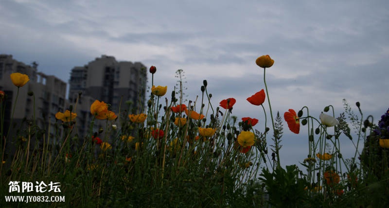 DSC_3787_副本.jpg