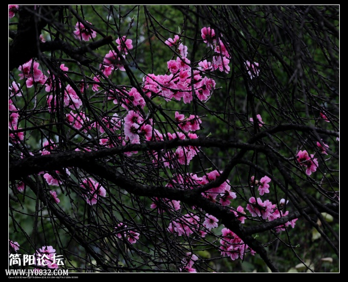 IMG_0394ao.jpg
