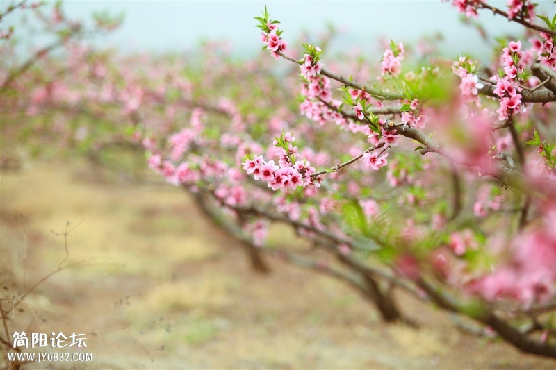 周家桃花.jpg