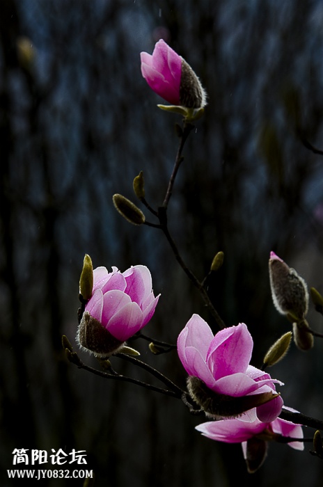 DSC_4436.jpg
