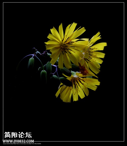 IMG_1652a_副本a0.jpg