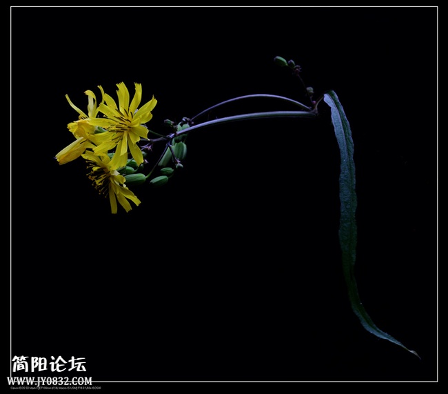 IMG_1528a_副本a0.jpg