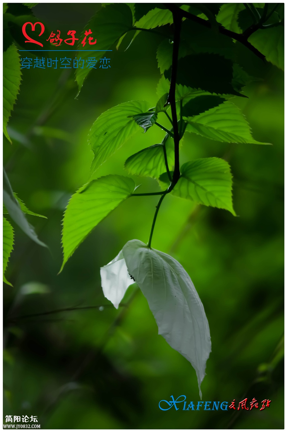 DSC_0774.jpg