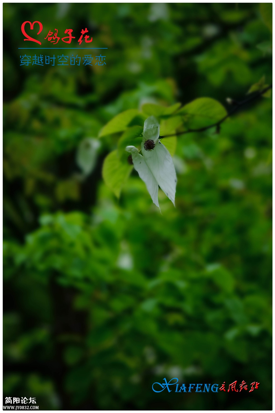 DSC_0824_副本-2.jpg