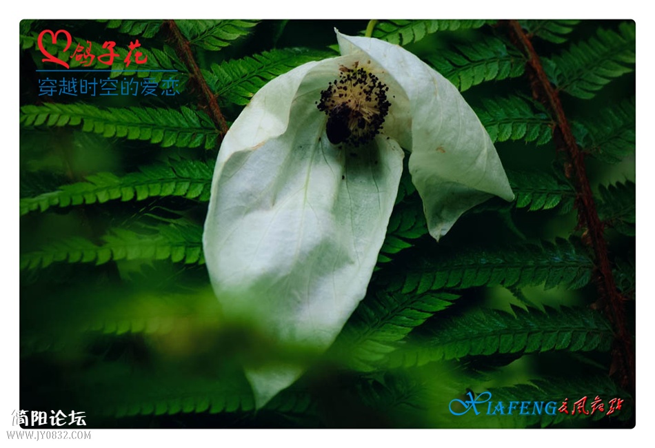 DSC_0970-2_副本.jpg