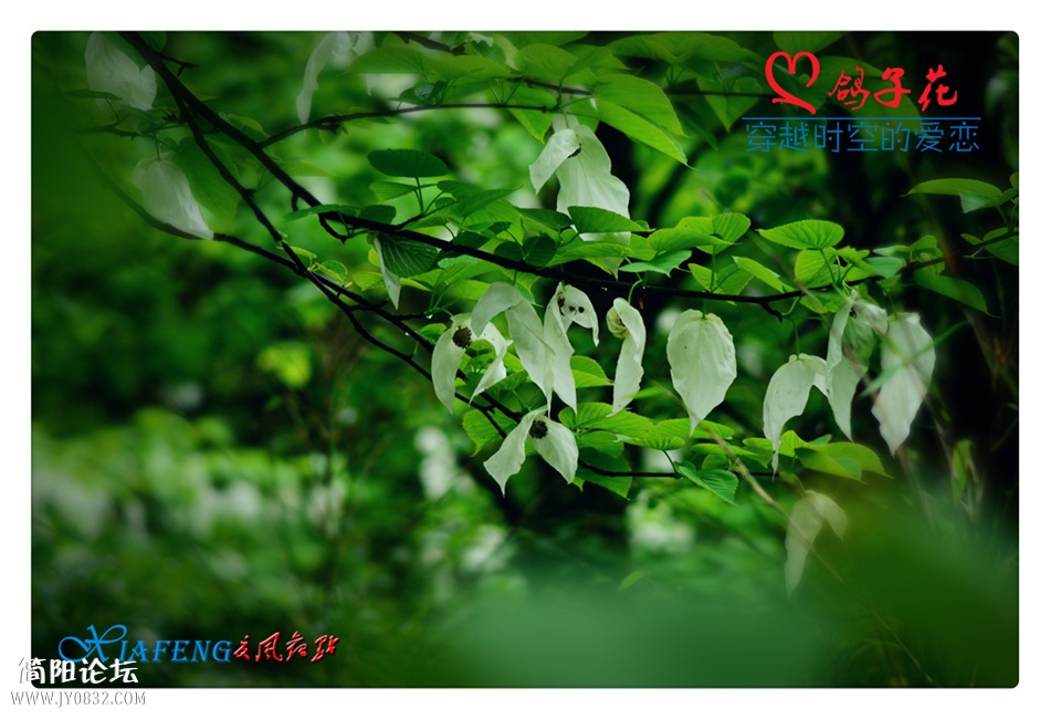 DSC_0853a.jpg