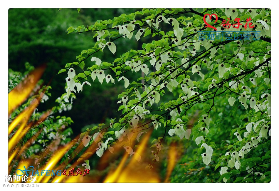 DSC_0868a.jpg