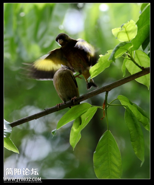 IMG_2617a0.jpg