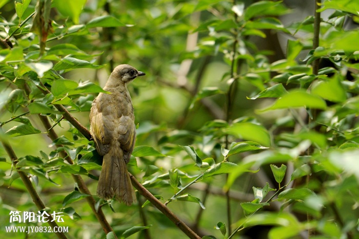 brid-1.jpg