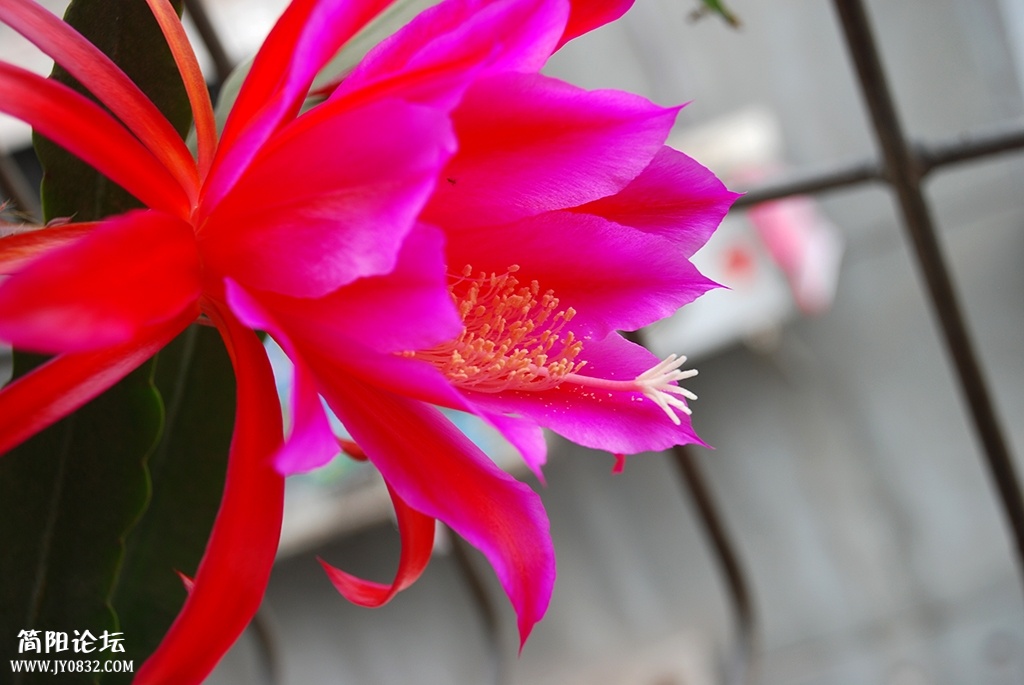 荷花.JPG