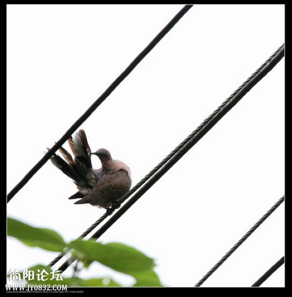 IMG_5939a_副本a00.jpg