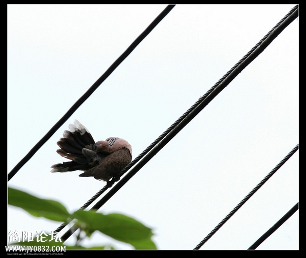 IMG_5905aa_副本a0.jpg